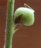  Legume
